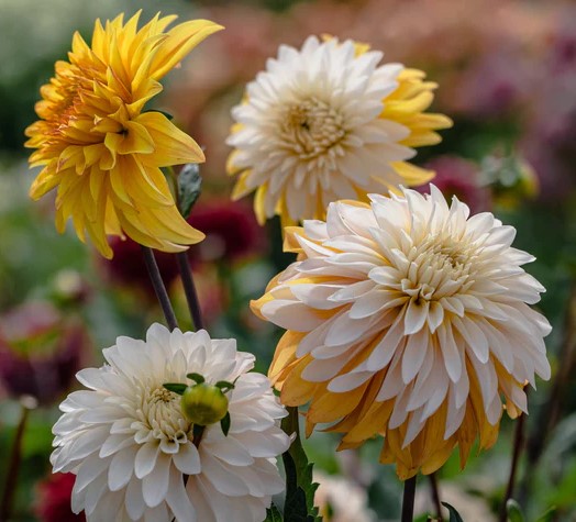 dahlia-mr-bojangles-38615251812599 (1).jpg